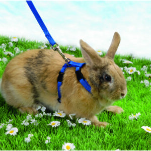 Beeztees küüliku traksid nylon #