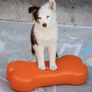 K9FITbone -58 x 29 x 10 cm - oranž